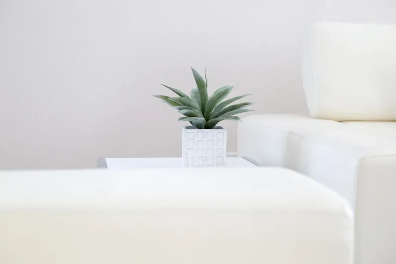 A small succulent on a white sofa